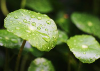 Gotu Kola and Cica Skin Care