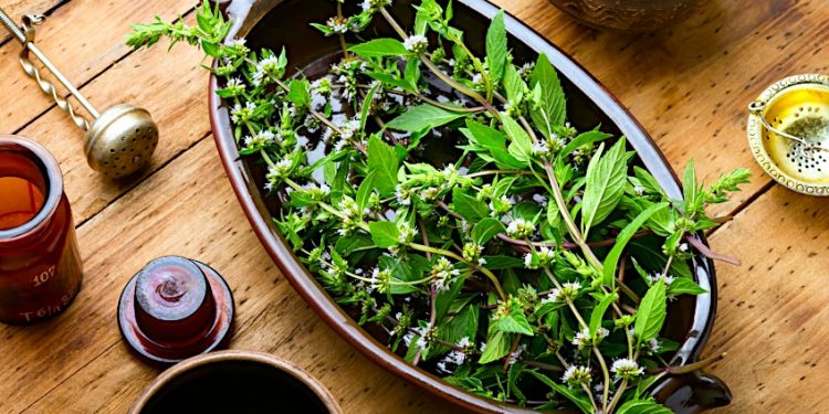 How to Dry Mint Leaves – Cultivating Mint Plants for Tea